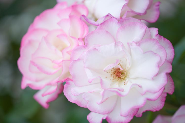 Rose 'Handel', Rosa 'Handel', Rosa 'Climbing Handel', Rosa 'Haendel', Rosa 'Macha', Rosa 'McGredy's Händel', Climbing Rose 'Handel', Climbing Roses, Hybrid Tea Roses, Pink roses,fragrant roses, Shrub roses, Rose bushes, Garden Roses