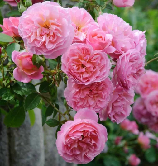 Rose 'Hyde Hall', Ausbosky, Rosa 'Hyde Hall', English Rose 'Hyde Hall', David Austin Roses, English Roses, Shrub Roses, Pink roses, fragrant roses, Part shade roses, Hedge roses