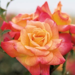 Rose 'Joseph's Coat', Rosa 'Joseph's Coat', Climbing Rose 'Joseph's Coat',Rambler Rose 'Joseph's Coat', Climbing Roses, Yellow roses, Red Roses, Bicolor Roses, Rose bushes, Garden Roses