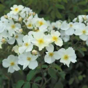 Rose Kew Gardens, Rosa Kew Gardens, English Rose Kew Gardens, David Austin Rose, English Rose, Fragrant roses, Shrub roses, white roses, Hedge Rose