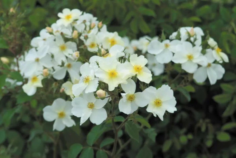 Rose Kew Gardens, Rosa Kew Gardens, English Rose Kew Gardens, David Austin Rose, English Rose, Fragrant roses, Shrub roses, white roses, Hedge Rose