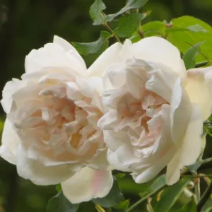 Rose 'Madame Alfred Carriere', Rosa 'Madame Alfred Carriere', Climbing Rose 'Madame Alfred Carriere',Rambler Rose 'Madame Alfred Carriere', Climbing Roses, White roses, Rose bushes, Garden Roses