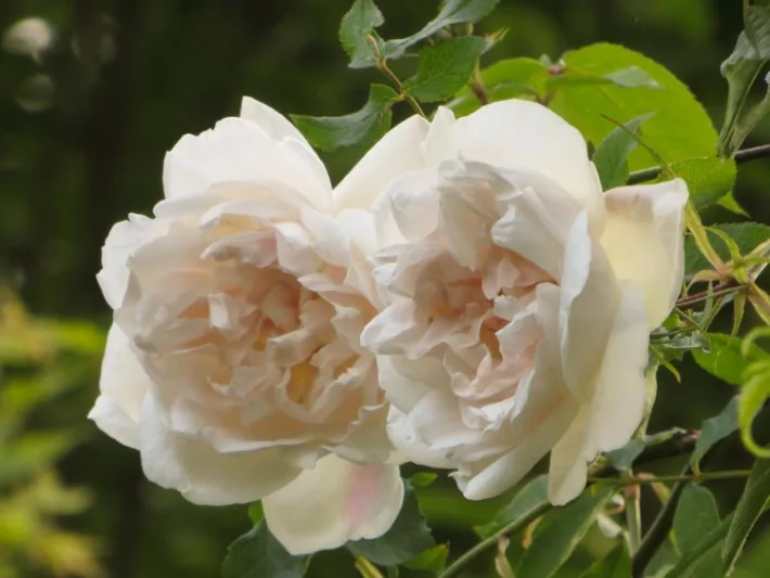 Rose 'Madame Alfred Carriere', Rosa 'Madame Alfred Carriere', Climbing Rose 'Madame Alfred Carriere',Rambler Rose 'Madame Alfred Carriere', Climbing Roses, White roses, Rose bushes, Garden Roses