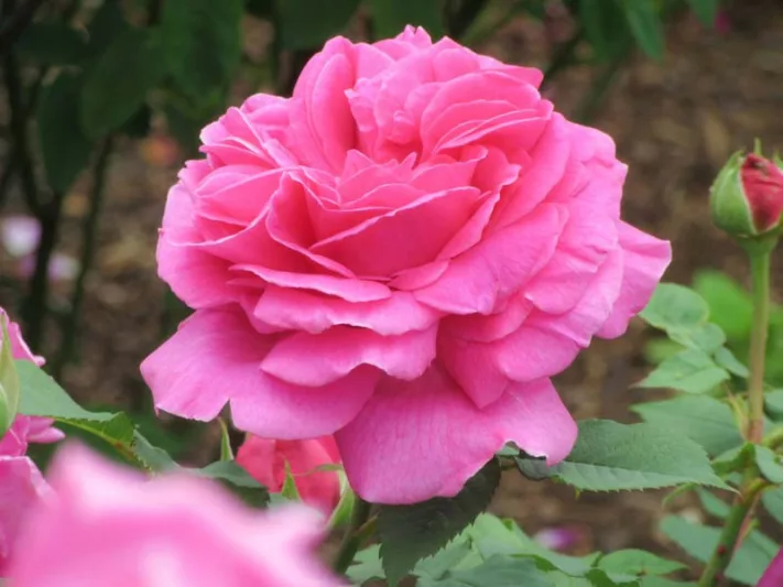 Rose Madame Isaac Pereire, Rosa 'Madame Isaac Pereire', Rosa × borboniana 'Mme Isaac Pereire', Climbing Bourbon Roses, Shrub roses, pink roses, Climbing Roses, fragrant roses