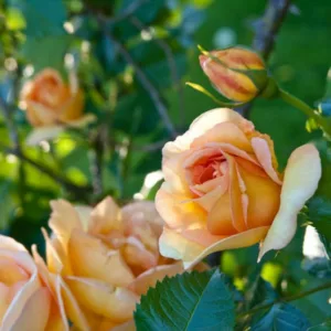 Rose Maigold, Rosa 'Maigold', Rosa 'Maigold', Climbing Pimpinellifolia Hybrid Roses, Yellow roses, shrub roses, Rose Bushes, Garden Roses, very fragrant roses, Favorite roses