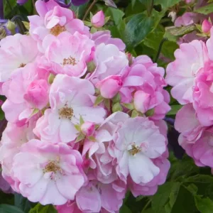 Rose 'Mrs. F.W. Flight', Rosa 'Mrs. F.W. Flight', Climbing Roses, Hybrid Multiflora Roses, Large-Flowered Climbers, Pink roses, Rose bushes, Garden Roses