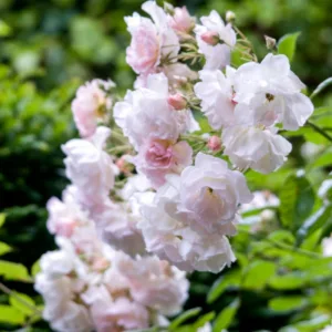 Rosa Penelope, Rose Penelope, Hybrid musk Penelope, agm roses, Fragrant roses, Shrub roses, Pink roses