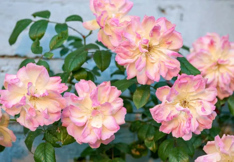 Rosa Phyllis Bide, Rosa 'Phyllis Bide', Rambler Roses, Polyantha Roses, agm roses, Fragrant roses, Shrub roses, yellow roses, pink roses, Climbing Roses, fragrant roses