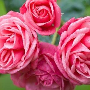 Rose 'Pink Perpetue', 'Pink Perpetue', Rosa 'Pink Perpetue', Climbing Rose 'Pink Perpetue', Climbing Roses, Large Flowered Climbing Rose, Floribunda Roses, Pink roses, fragrant roses