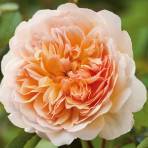 Rose Port Sunlight, Rosa Port Sunlight, English Port Sunlight, David Austin Roses, English Roses, Yellow roses, shrub roses, Rose Bushes, Garden Roses, very fragrant roses, Favorite roses, Hedge roses
