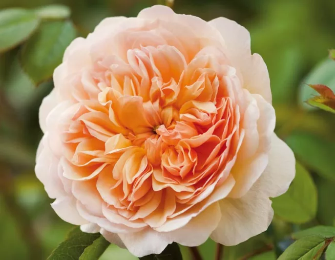 Rose Port Sunlight, Rosa Port Sunlight, English Port Sunlight, David Austin Roses, English Roses, Yellow roses, shrub roses, Rose Bushes, Garden Roses, very fragrant roses, Favorite roses, Hedge roses