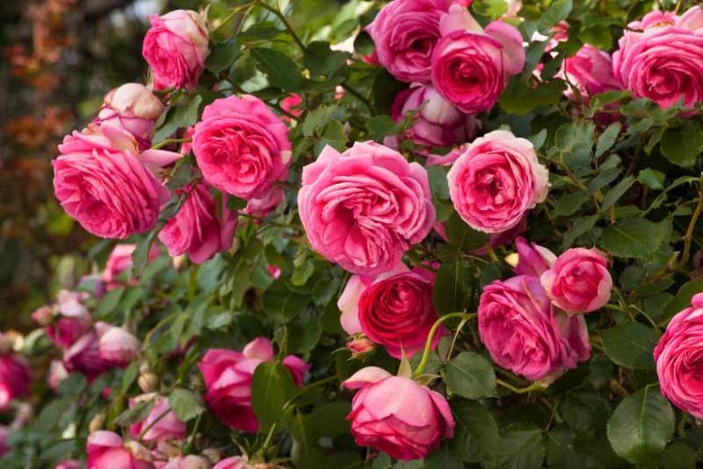 Rosa 'Pretty in Pink Eden®', Rose 'Pretty in Pink Eden®', Rosa 'Cyclamen Pierre de Ronsard', Rosa 'Margaret Mae', Rosa 'Pink Eden Rose', Climbing Roses, Pink roses