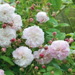 Rose 'Princesse Louise', 'Princesse Louise', Rosa 'Princesse Louise', Climbing Rose 'Princesse Louise', Climbing Rose 'Princess Louise', Climbing Roses, Rambler Roses, White Roses, Pink roses, fragrant roses, Hybrid Sempervirens Roses