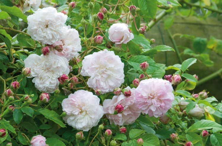 Rose 'Princesse Louise', 'Princesse Louise', Rosa 'Princesse Louise', Climbing Rose 'Princesse Louise', Climbing Rose 'Princess Louise', Climbing Roses, Rambler Roses, White Roses, Pink roses, fragrant roses, Hybrid Sempervirens Roses