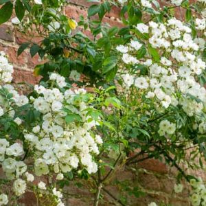 Rose 'Rambling Rector', Rosa 'Rambling Rector', Climbing Rose 'Rambling Rector',Rambler Rose 'Rambling Rector', Climbing Roses, White roses, Rose bushes, Garden Roses
