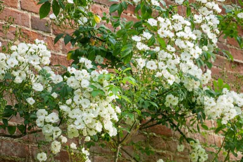 Rose 'Rambling Rector', Rosa 'Rambling Rector', Climbing Rose 'Rambling Rector',Rambler Rose 'Rambling Rector', Climbing Roses, White roses, Rose bushes, Garden Roses