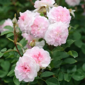 Rose 'Roosemoor', Austough, Rosa 'Roosemoor', English Rose 'Roosemoor', David Austin Roses, English Roses, Shrub Roses, Pink roses, Part shade roses, Hedge roses, container roses, roses for pots