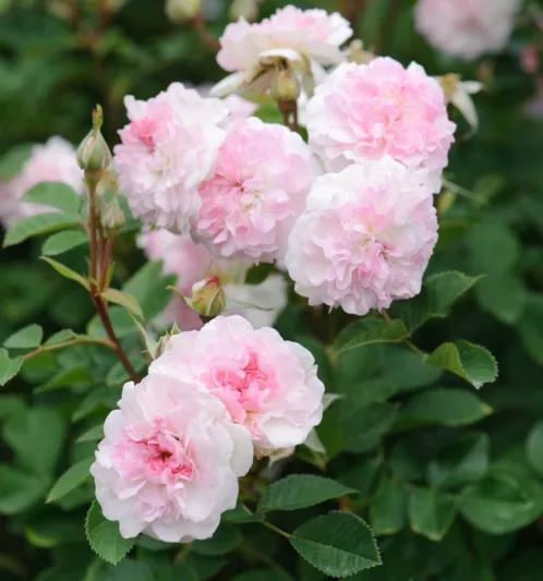 Rose 'Roosemoor', Austough, Rosa 'Roosemoor', English Rose 'Roosemoor', David Austin Roses, English Roses, Shrub Roses, Pink roses, Part shade roses, Hedge roses, container roses, roses for pots