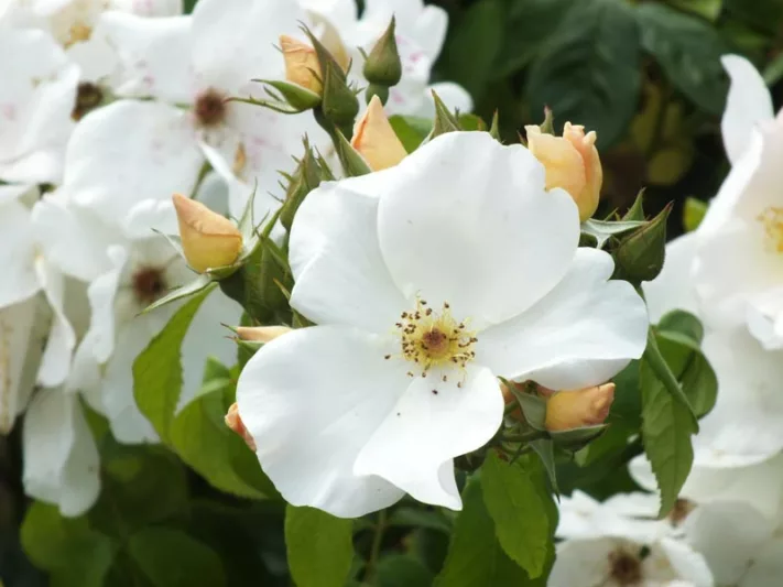 Rosa Sally Holmes, Rosa 'Sally Holmes', Climbing Roses, Hybrid Musk Roses, Fragrant roses, Pink Roses, White Roses