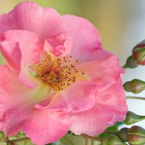 Rose 'Summer Wine', Rosa 'Summer Wine', Rosa 'Korizont', Climbing rose 'Summer Wine', Climbing Hybrid Tea Roses, Climbing Roses, Pink roses, very fragrant roses, Shrub roses, Rose bushes, Garden Roses