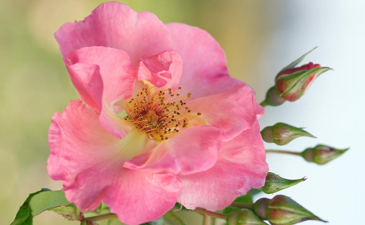 Rose 'Summer Wine', Rosa 'Summer Wine', Rosa 'Korizont', Climbing rose 'Summer Wine', Climbing Hybrid Tea Roses, Climbing Roses, Pink roses, very fragrant roses, Shrub roses, Rose bushes, Garden Roses