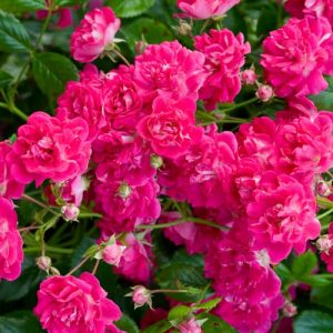 Rosa Super Excelsa, Rose Super Excelsa,  Rose 'Helexa', Rambler Roses, Fragrant roses, Shrub roses, pink roses, Climbing Roses, fragrant roses