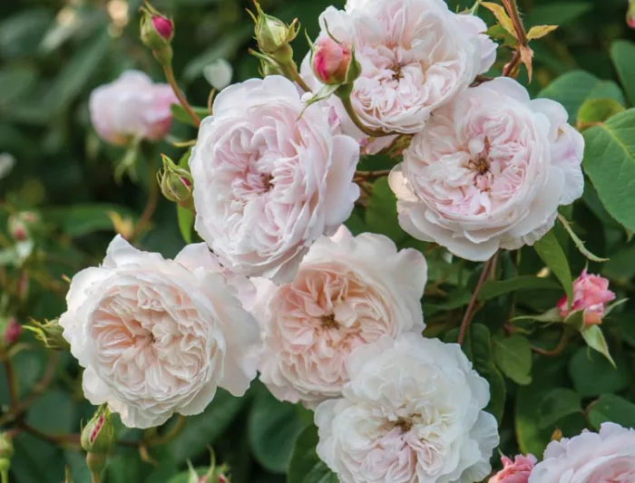 Rose 'The Albrighton Rambler', Rosa 'The Albrighton Rambler', Rambler Roses, English Roses, David Austin Roses, Climbing Roses, Rambler Roses, white roses, pink roses