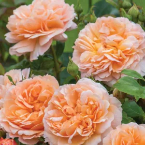 Rose 'The Lady Gardener', Ausbrass, Rosa 'The Lady Gardener', English Rose 'The Lady Gardener', David Austin Roses, English Roses, Shrub Roses, Apricot roses, very fragrant roses, Rose bushes, Garden Roses, Peach roses, Orange roses