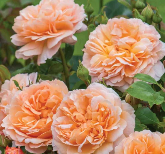 Rose 'The Lady Gardener', Ausbrass, Rosa 'The Lady Gardener', English Rose 'The Lady Gardener', David Austin Roses, English Roses, Shrub Roses, Apricot roses, very fragrant roses, Rose bushes, Garden Roses, Peach roses, Orange roses