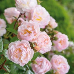 Rose 'The Lady of the Lake', Rosa 'The Lady of the Lake', Rambler Roses, English Roses, David Austin Roses', Climbing Roses, Rambler Roses