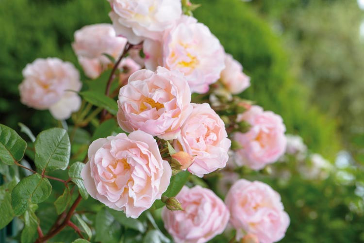 Rose 'The Lady of the Lake', Rosa 'The Lady of the Lake', Rambler Roses, English Roses, David Austin Roses', Climbing Roses, Rambler Roses