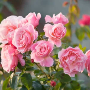 Rose 'Tickled Pink',Rosa 'Tickled Pink', Rose 'Fryhunky', Rosa 'Fryhunky', Rosa 'Diane de Ribes', Rose 'Diane de Ribes', Shrub Roses, Floribunda Roses, Pink Roses, AGM Roses, Best Pink Roses