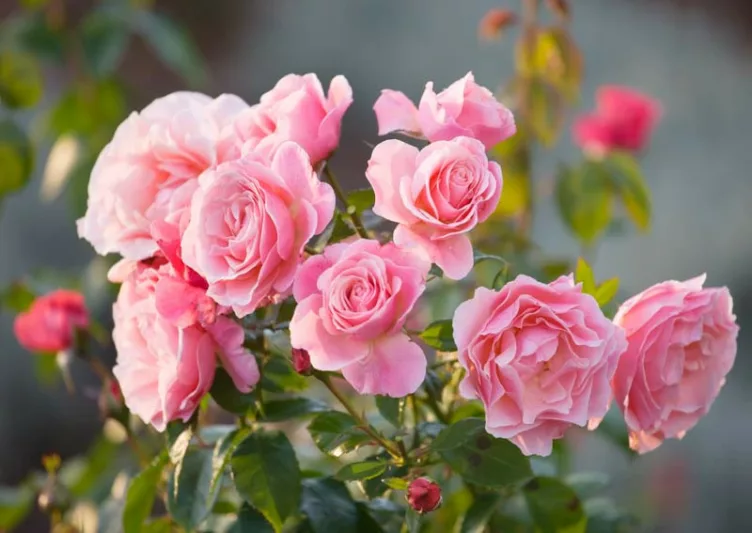Rose 'Tickled Pink',Rosa 'Tickled Pink', Rose 'Fryhunky', Rosa 'Fryhunky', Rosa 'Diane de Ribes', Rose 'Diane de Ribes', Shrub Roses, Floribunda Roses, Pink Roses, AGM Roses, Best Pink Roses
