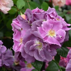 Rose 'Veilchenblau', Rosa 'Veilchenblau', Rambler Rose 'Veilchenblau', Rosa 'Bleu Violet', Rosa 'Blue Rambler', Rosa 'Blue Rosalie', Rosa 'Violet Blue', Hybrid Multiflora Roses, Polyantha Roses, Climbing Roses, Purple roses, Rose bushes, Garden Roses