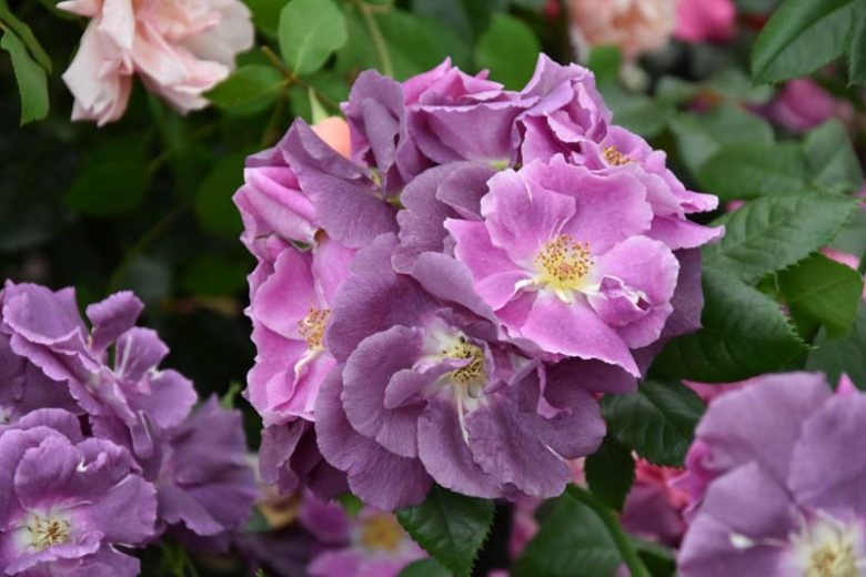 Rose 'Veilchenblau', Rosa 'Veilchenblau', Rambler Rose 'Veilchenblau', Rosa 'Bleu Violet', Rosa 'Blue Rambler', Rosa 'Blue Rosalie', Rosa 'Violet Blue', Hybrid Multiflora Roses, Polyantha Roses, Climbing Roses, Purple roses, Rose bushes, Garden Roses