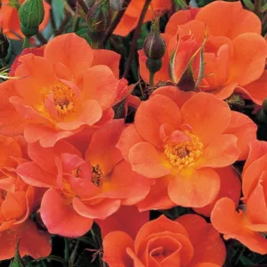 Rose 'Warm Welcome', Rosa 'Warm Welcome', Rosa 'Chewizz', Climbing rose 'Warm Welcome', Miniature Climbing Roses, Climbing Roses, Orange roses, very fragrant roses, continuous blooming roses, everblooming roses