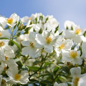 Rose 'Wickwar', Rosa 'Wickwar', Rambler Rose 'Wickwar', Hybrid Soulieana Roses, Shrub Roses, Climbing Roses, White roses, Rose bushes, Garden Roses