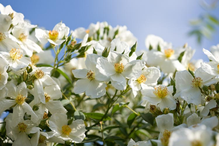 Rose 'Wickwar', Rosa 'Wickwar', Rambler Rose 'Wickwar', Hybrid Soulieana Roses, Shrub Roses, Climbing Roses, White roses, Rose bushes, Garden Roses