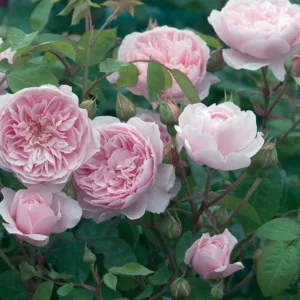 Rose Wisley 2008, Rosa 'Wisley 2008', English Rose 'Wisley 2008', David Austin Roses, English Roses, English Rose, Shrub roses, Rose Bushes, Garden Roses, pink roses