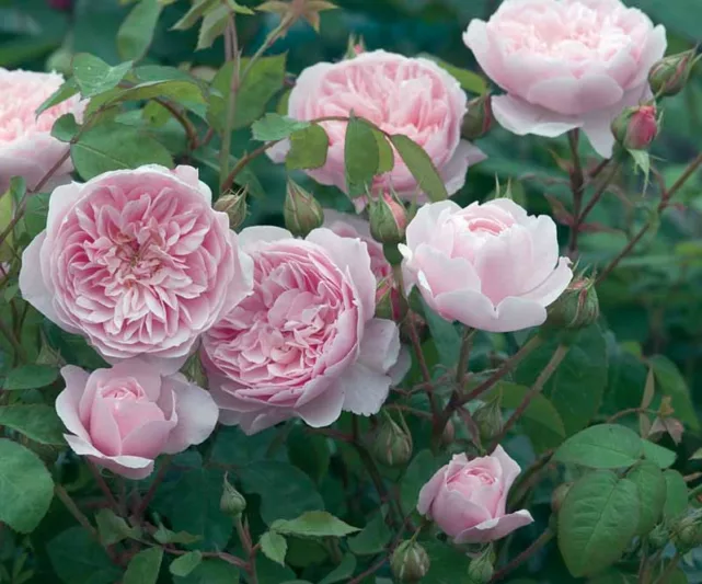 Rose Wisley 2008, Rosa 'Wisley 2008', English Rose 'Wisley 2008', David Austin Roses, English Roses, English Rose, Shrub roses, Rose Bushes, Garden Roses, pink roses