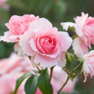 Rose 'You're Beautiful',Rosa 'You're Beautiful', Rose 'Fryracy', Rosa 'Fryracy', Rosa 'Love Always', Rose 'Love Always', Shrub Roses, Floribunda Roses, Pink Roses, AGM Roses, Best Pink Roses