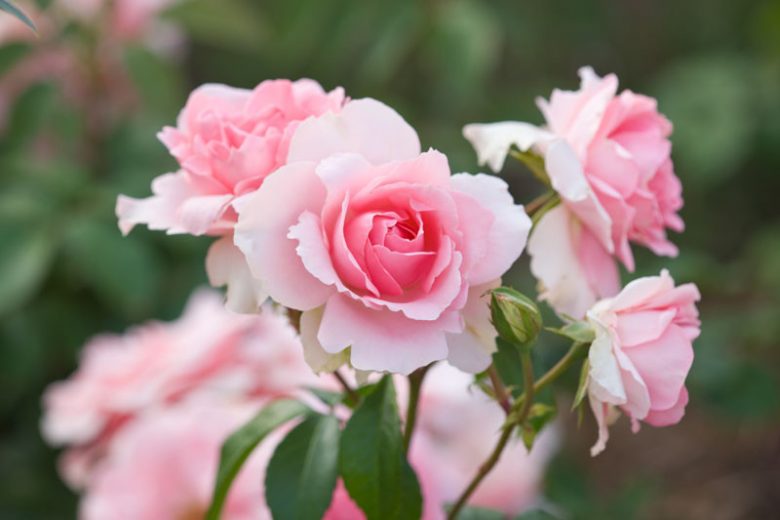 Rose 'You're Beautiful',Rosa 'You're Beautiful', Rose 'Fryracy', Rosa 'Fryracy', Rosa 'Love Always', Rose 'Love Always', Shrub Roses, Floribunda Roses, Pink Roses, AGM Roses, Best Pink Roses