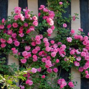 Rose 'Zéphirine Drouhin'', 'Zéphirine Drouhin'', Rosa 'Zéphirine Drouhin', Climbing Rose 'Zéphirine Drouhin', Climbing Roses, Bourbon Roses, Pink roses, fragrant roses, Shrub roses, Rose bushes, Garden Roses