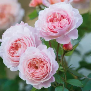 Rose A Shropshire Lad, Rosa A Shropshire Lad, David Austin Rose, English Roses, Shrub roses, pink roses, Climbing Roses, fragrant roses