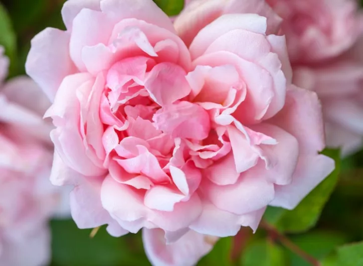 Rose 'Albertine', Rosa 'Albertine', Rambling Rose 'Albertine', Rambler Roses, Climbing Roses, Pink roses, very fragrant roses, Shrub roses, pink roses, Rose bushes, Garden Roses