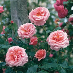 Rose 'Aloha', Rosa 'Aloha', Rambling Rose 'Aloha', Rambler Roses, Climbing Roses, Pink roses, very fragrant roses, Shrub roses, pink roses, Rose bushes, Garden Roses