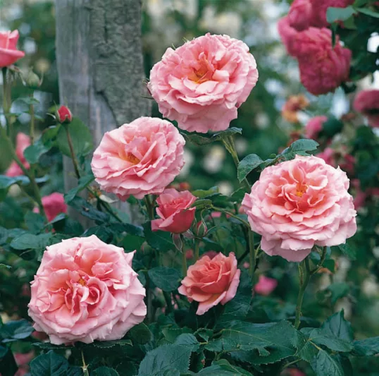 Rose 'Aloha', Rosa 'Aloha', Rambling Rose 'Aloha', Rambler Roses, Climbing Roses, Pink roses, very fragrant roses, Shrub roses, pink roses, Rose bushes, Garden Roses