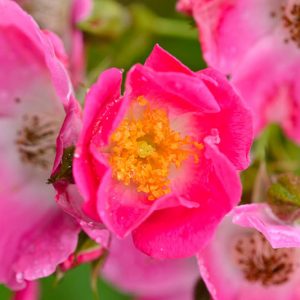 Rose 'American Pillar', Rosa 'American Pillar', Rambling Rose 'American Pillar', Rambler Roses, Climbing Roses, Shrub roses, pink roses, Rose bushes, Garden Roses