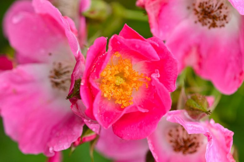 Rose 'American Pillar', Rosa 'American Pillar', Rambling Rose 'American Pillar', Rambler Roses, Climbing Roses, Shrub roses, pink roses, Rose bushes, Garden Roses