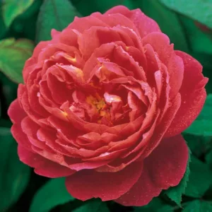 Rosa Benjamin Britten, Rose Benjamin Britten, English Rose Benjamin Britten, David austin rose Benjamin Britten, Fragrant roses., Shrub roses, red roses, Climbing Roses, Rose Bushes, Garden Roses